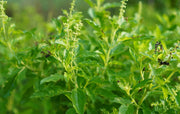 Close-up of green holy basil with a blurred natural background