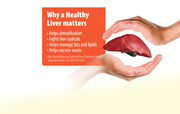 Hands holding a model of a liver with an educational card about its importance on a white background.